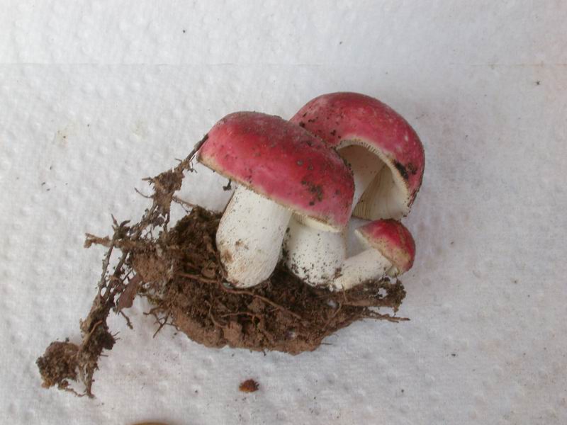 Una piccola Russula.....